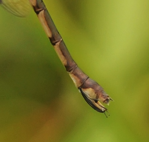 Female terminal appendages
2014_06_07_Floyd